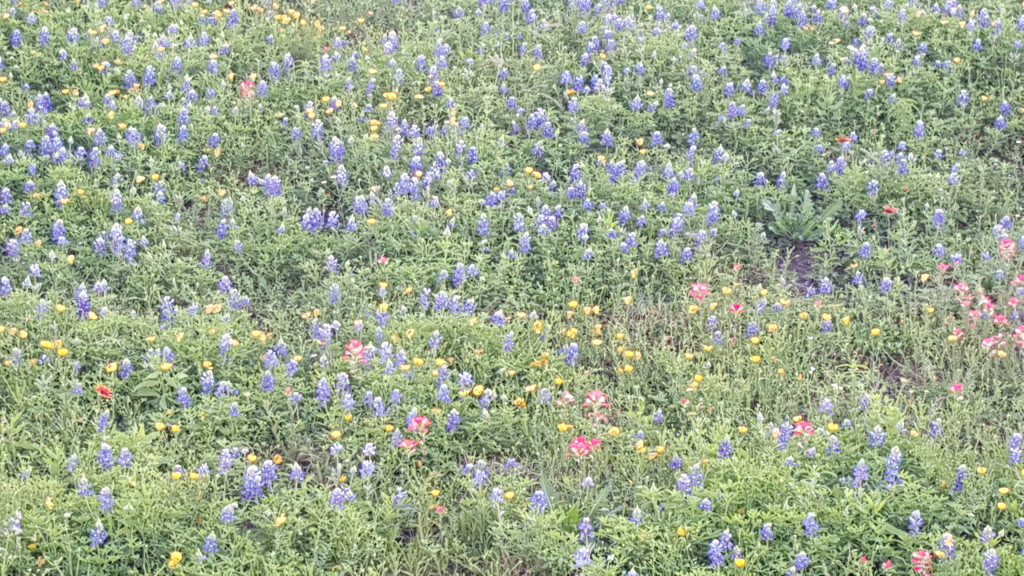 bluebonnets- Tips to Help Occupy Your Kids During Road Trips- Corpus Christi Moms Blog