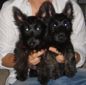 Before We had Kids, we had pets- Molly and Iain, Scottish Terriers- Corpus Christi Moms Blog