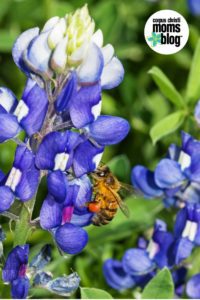 CCMB-Bee Pollinating2