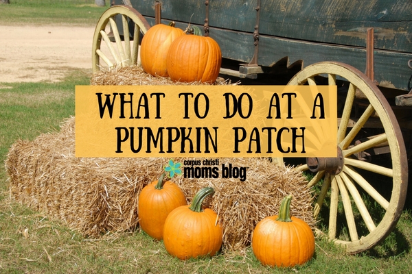 what-to-do-at-a-pumpkin-patch