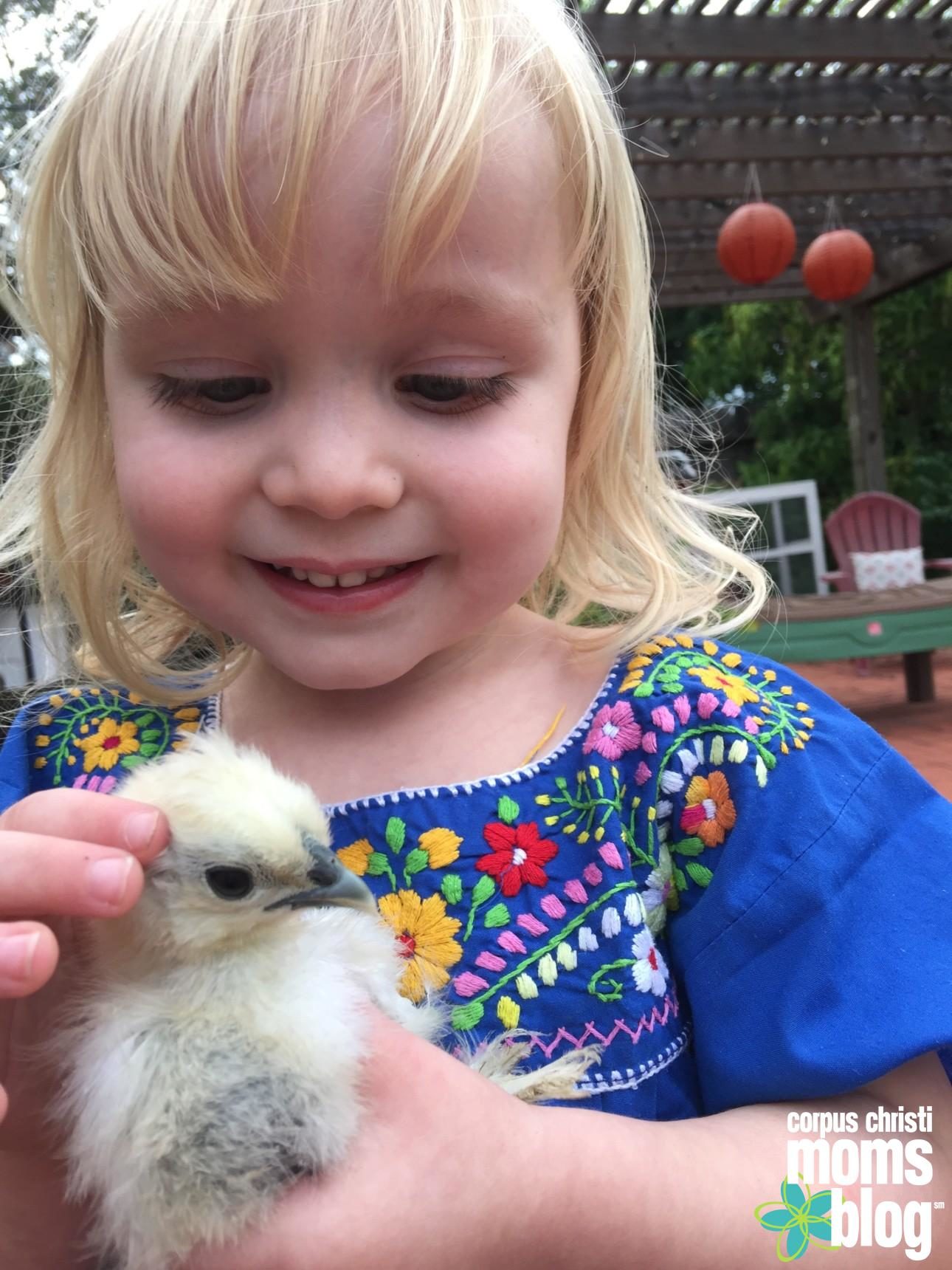 Our Family’s New Love: City Chicks- Raising Silkie Chickens- Corpus Christi Moms Blog