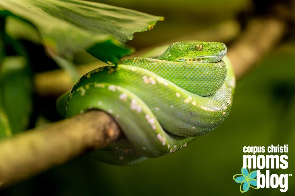Please Don't Ask My Son to Touch the Snake- Green Snake- Corpus Christi Moms Blog