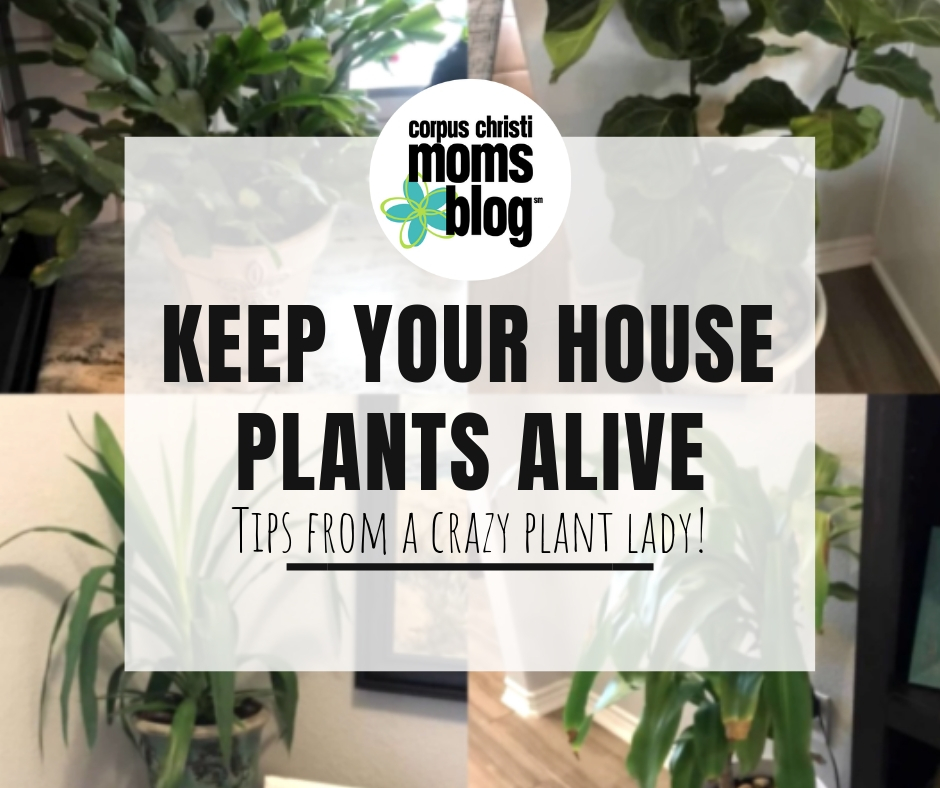 Keep Your House Plants Alive