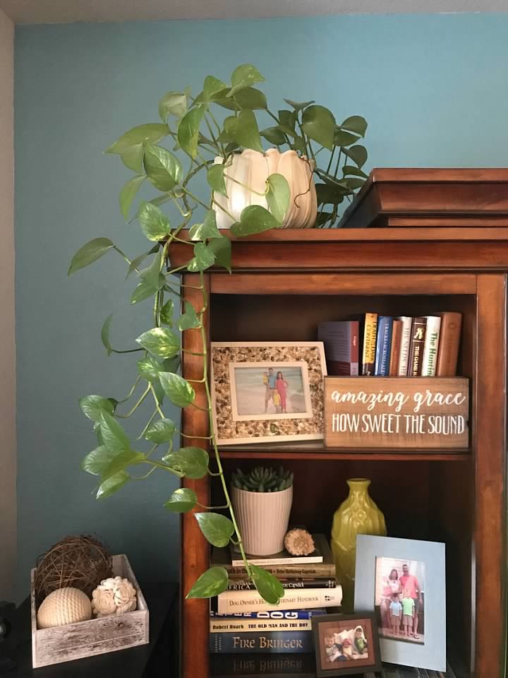 house plant tips