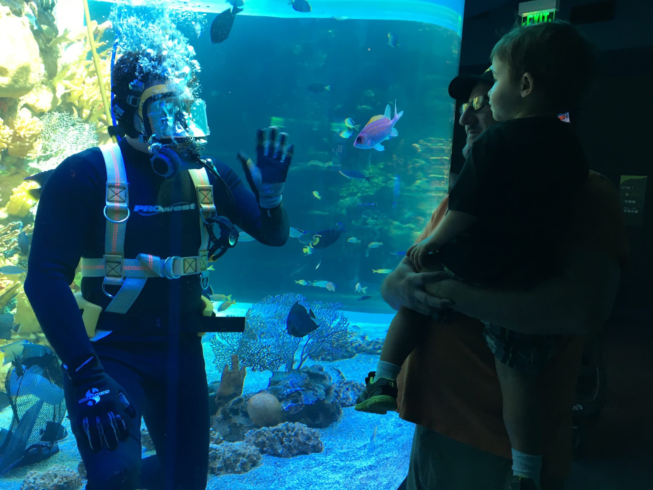 Texas State Aquarium diver